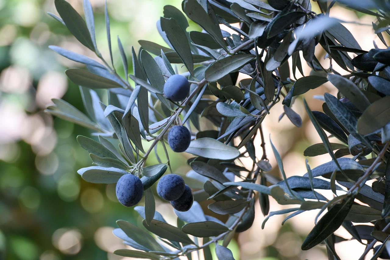 Whatsapp Image 2025 10 22 At 10.29.30 (5)