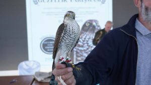 Atmaca Güzellik Yarışması Gerçekleşti