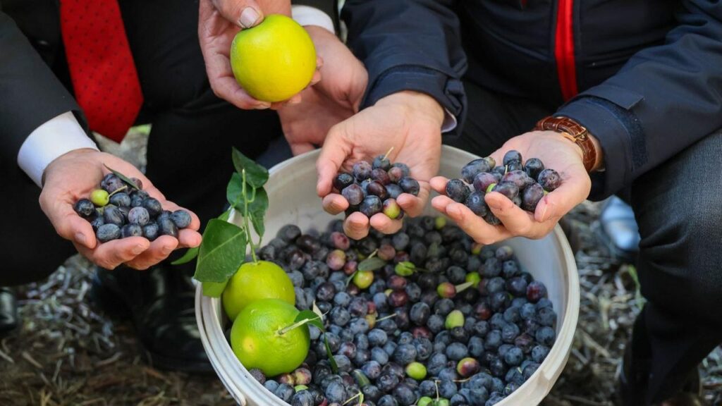 1f0fdf20f75ffb2b68582e7df3ca4cb3 Artvinde lezzet odullu Butko zeytini hasadi basladi