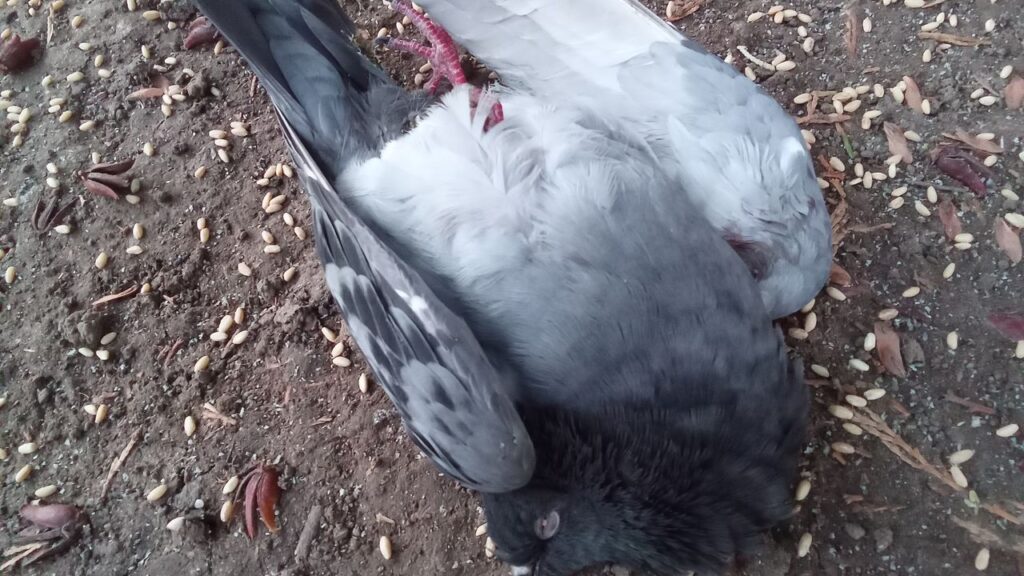 45fdaa424fde3aa8b422db1b1ad55b38 Kucuk Laranin dikkati yarali guvercini hayata bagladi